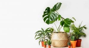 Propagating monstera plants for your home decor