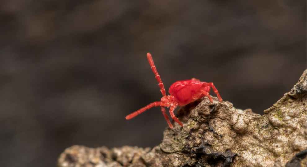 Read more about the article How To Get Rid Of Tiny Red Bugs?
