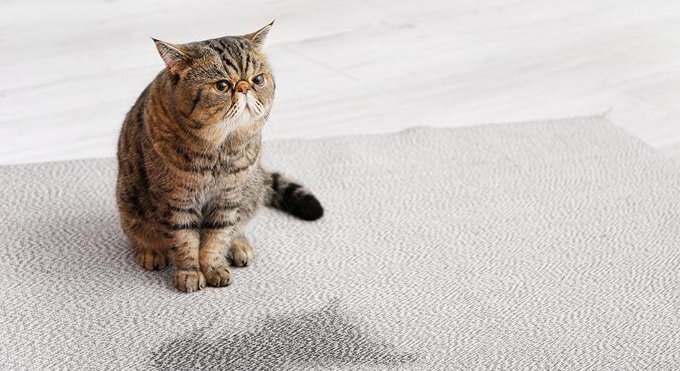 How to remove cat urine from a carpet