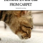 Remove Dried Cat urine from carpet