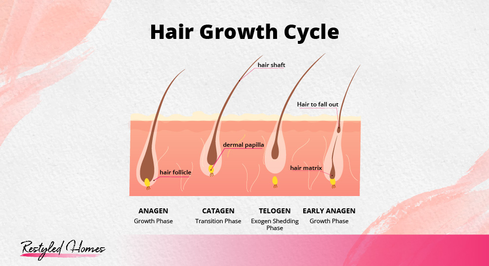 Hair Cycles